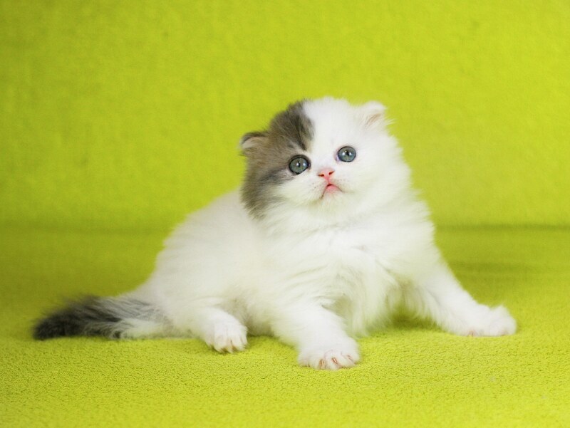 Fantasia Scottish Straight female, blue tabby van