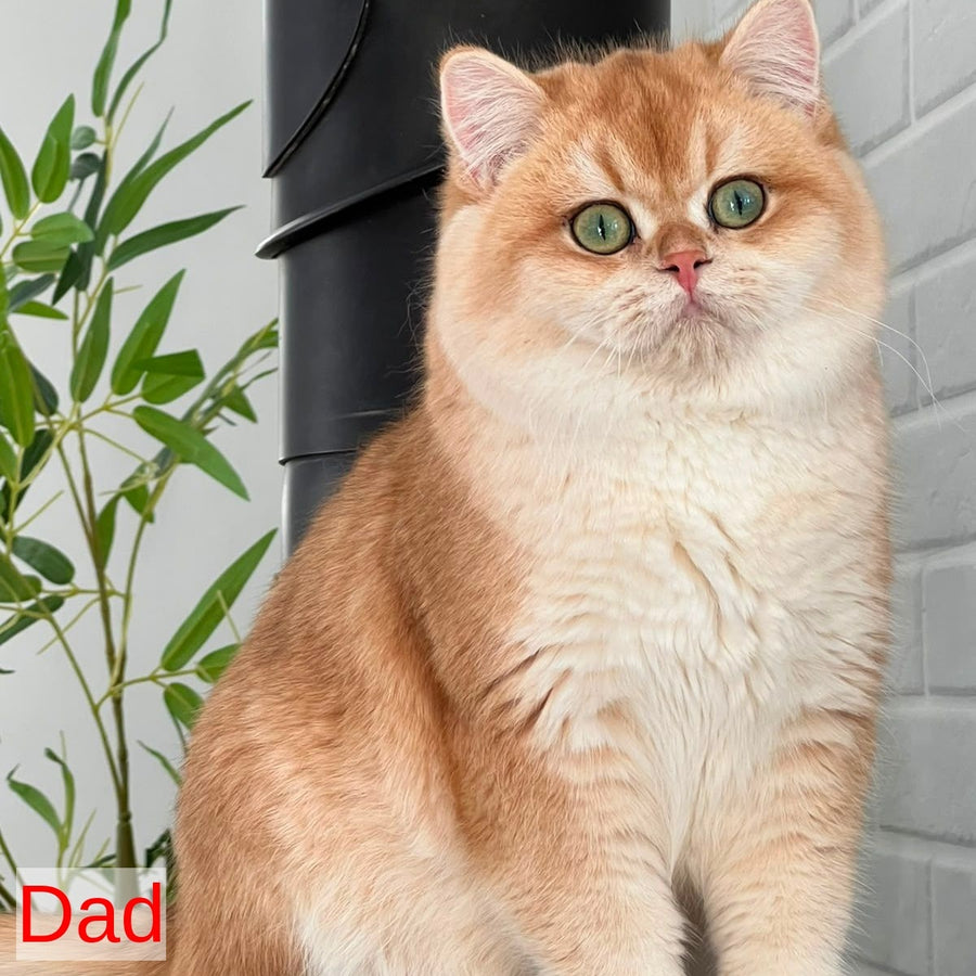 Viking British Shorthair male, blue golden shaded