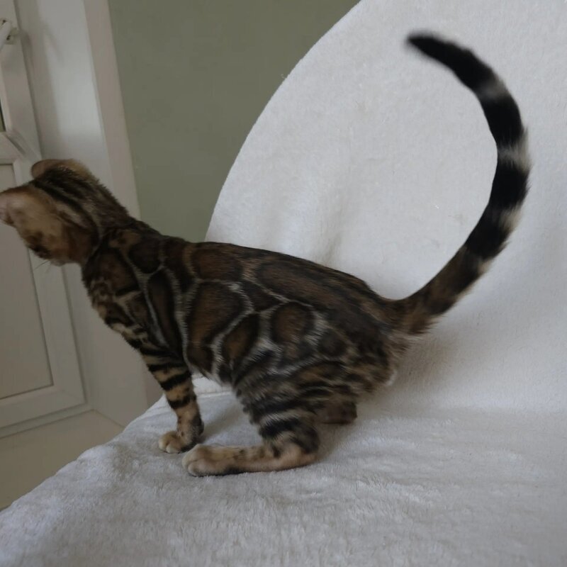 Тango Bengal male black spotted tabby - live animals