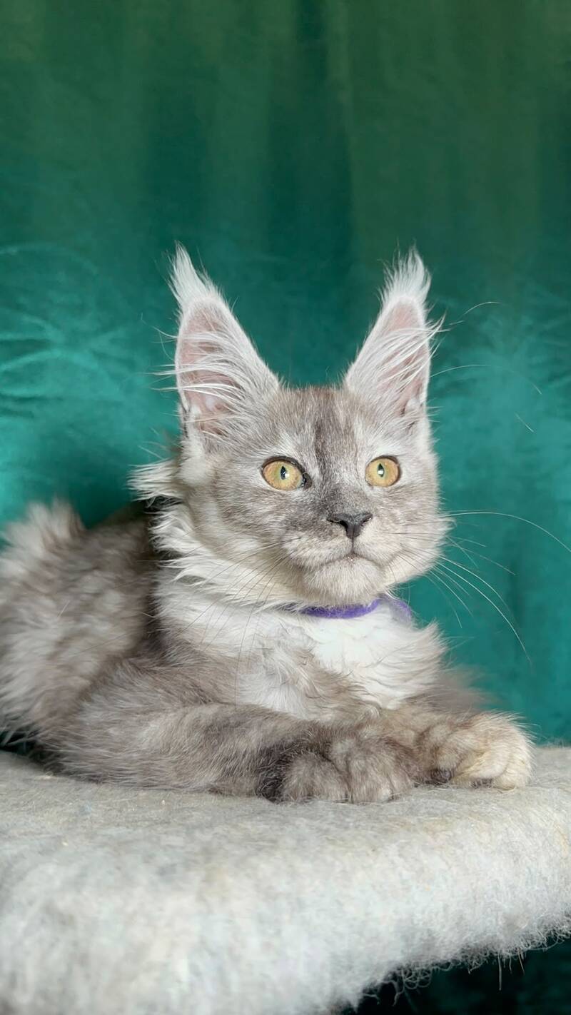 Milissa Maine Coon female, black silver
