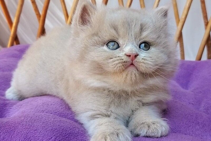 Yoshi British Longhair male, fawn