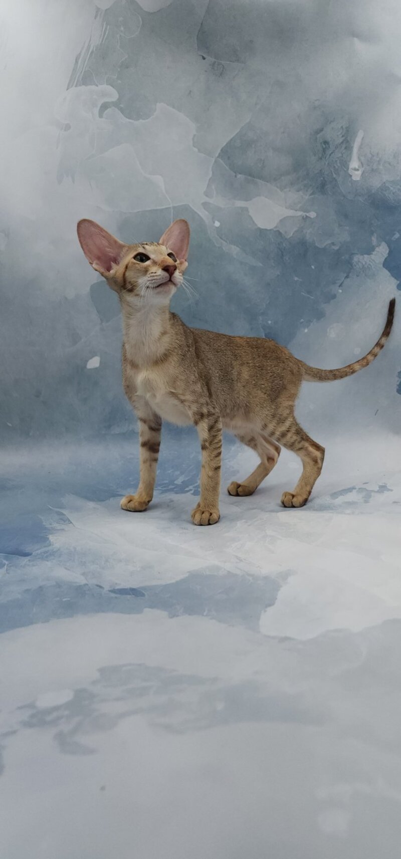 Marian Oriental Shorthair female, chocolate tortie spotted tabby