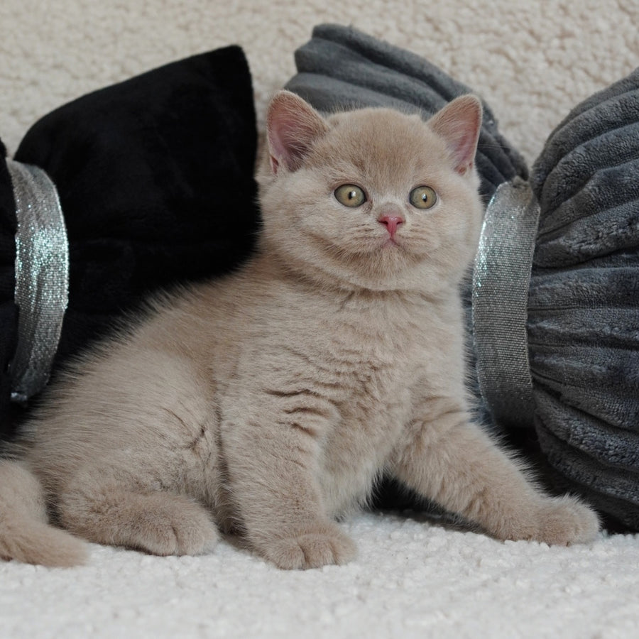 Ulysses British Shorthair male, fawn