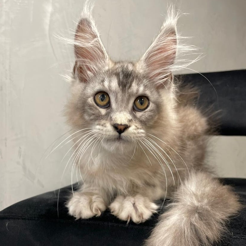 Markush Maine Coon male, blue silver ticked tabby