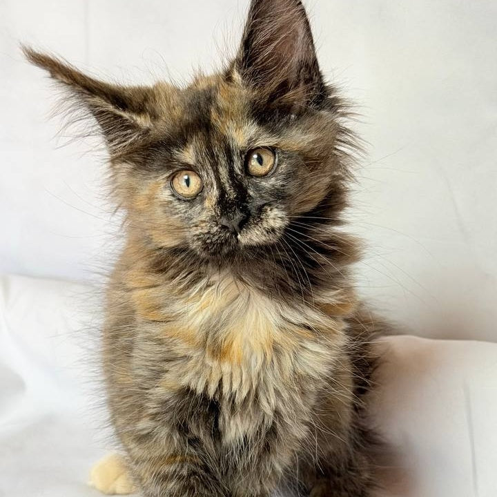 Lionella Maine Coon female, black tortie