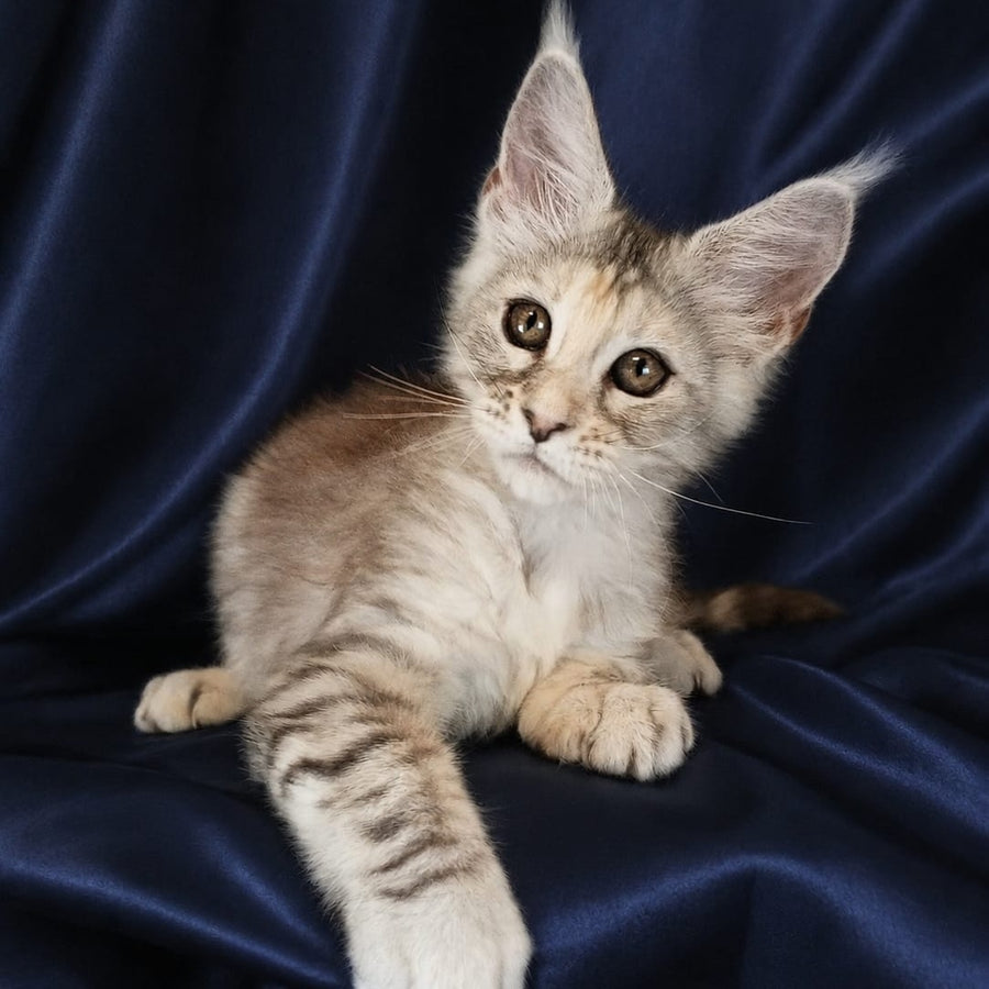 Vlada Maine Coon female, black tortie silver tabby