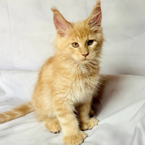 Lazarus Maine Coon polydactyl 6x6x6x6 male, cream silver tabby