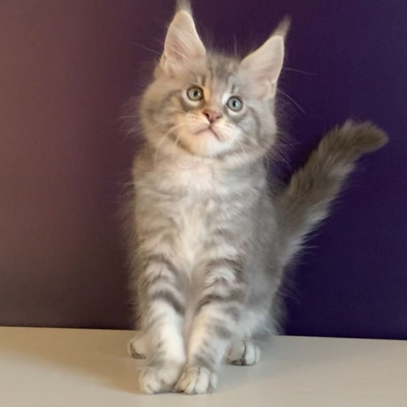 Rembrant Maine Coon male, blue silver tabby