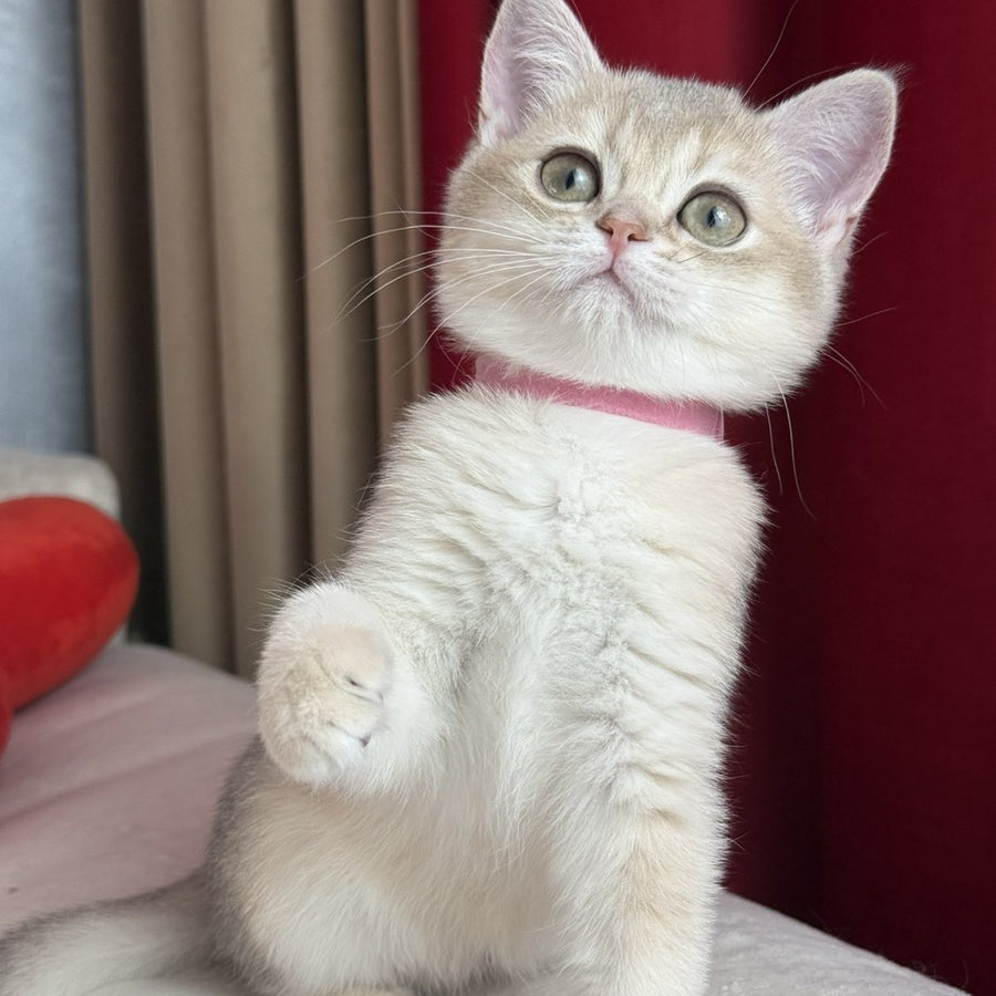Elpati Scottish Straight female, blue golden shaded