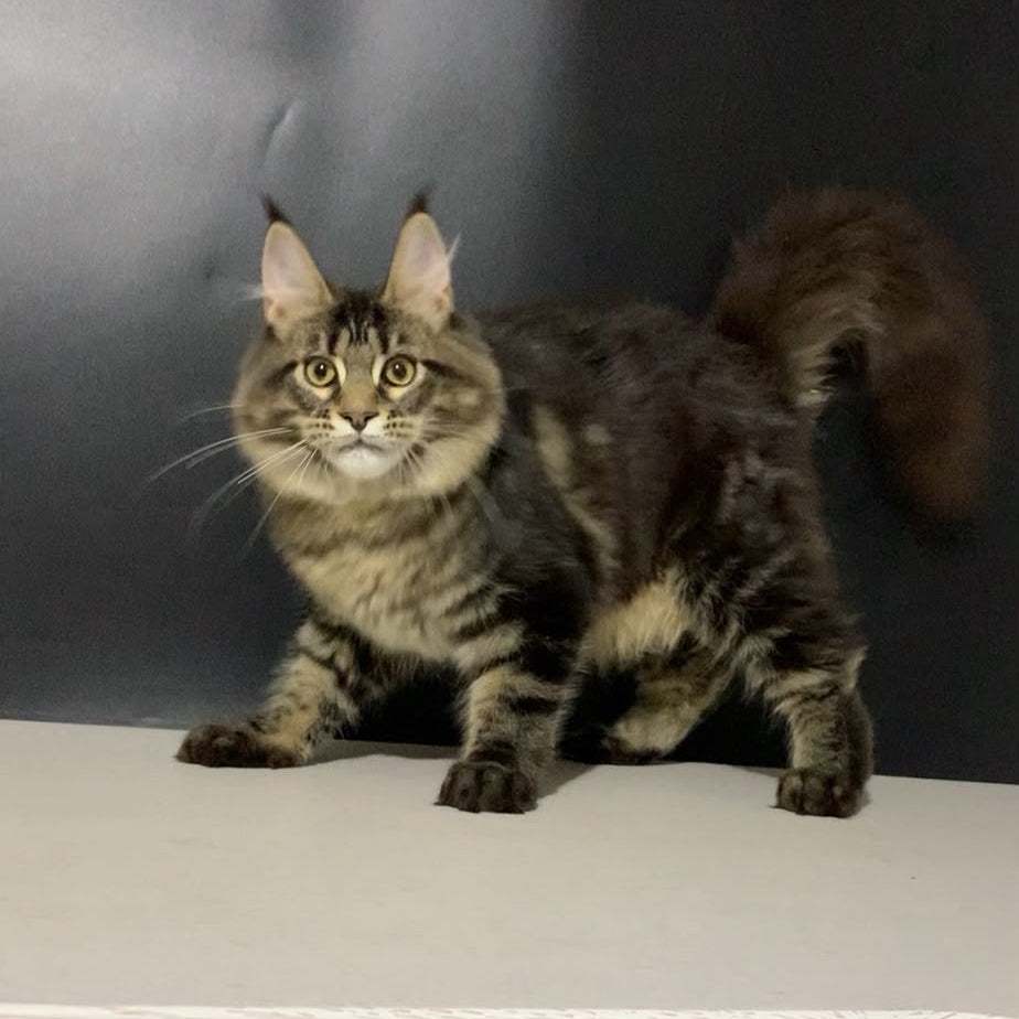 Tropicana Maine Coon female, black tabby