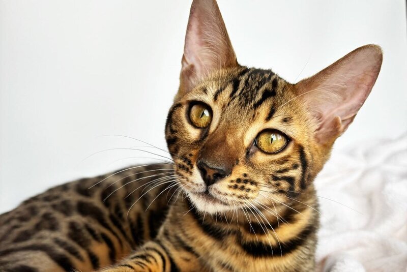Lily Bengal female black spotted tabby - live animals