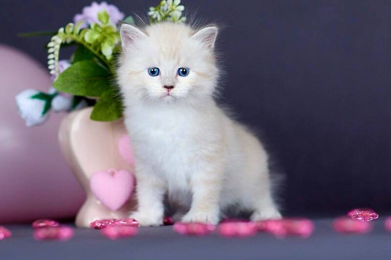 Don Juan Siberian male black silver with white tabby pointed live animals