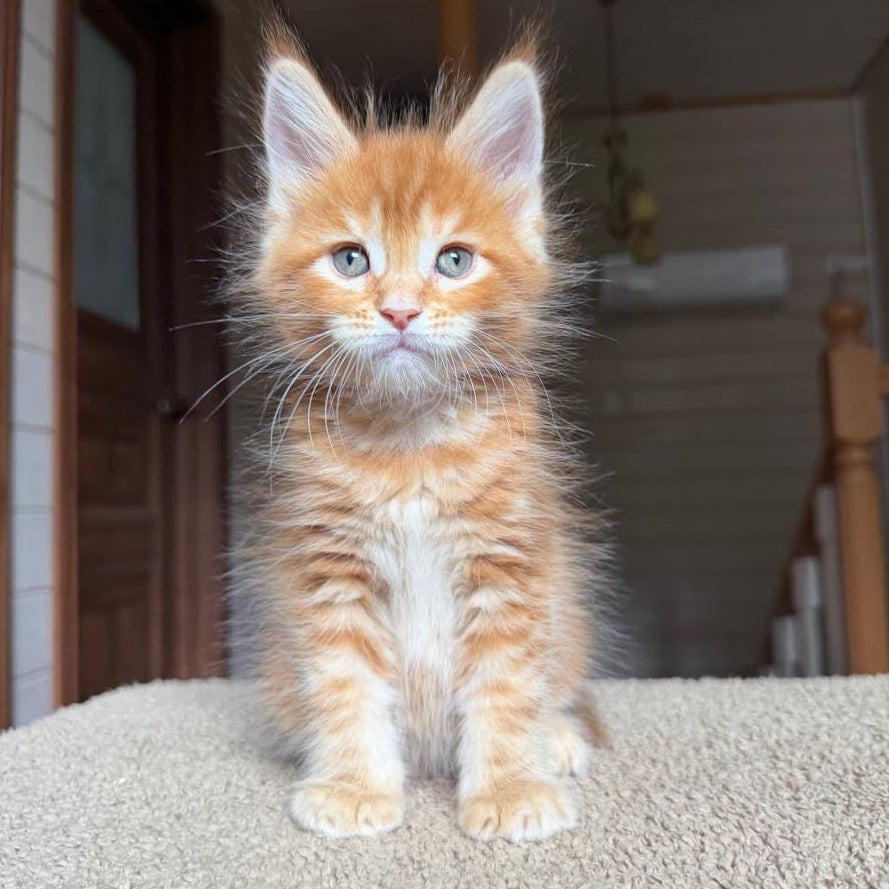 Alf Maine Coon male, red tabby with white