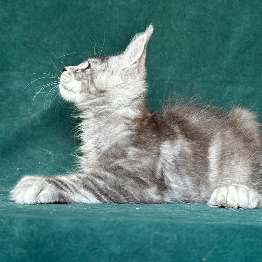 Iney Maine Coon polydactyl 6x6x6x6 male, black silver tabby