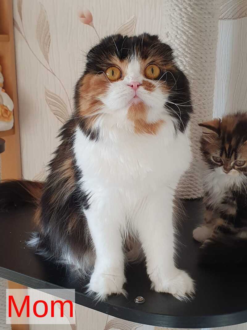 Olimpya Scottish Straight female black ticked tabby bicolour - live animals
