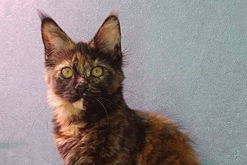 Maserati Maine Coon female, black tortie