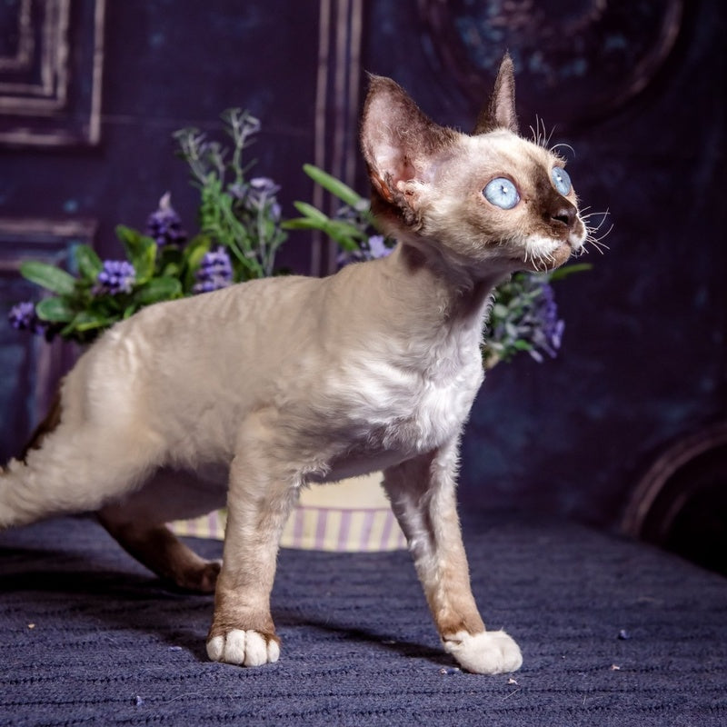 Iriska Devon Rex female, chocolate bicolour pointed
