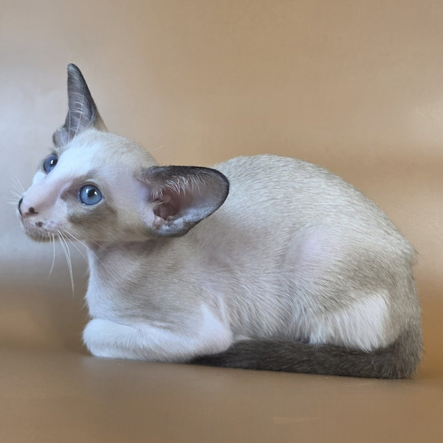 Cheesecake Oriental Shorthair male, black mitted