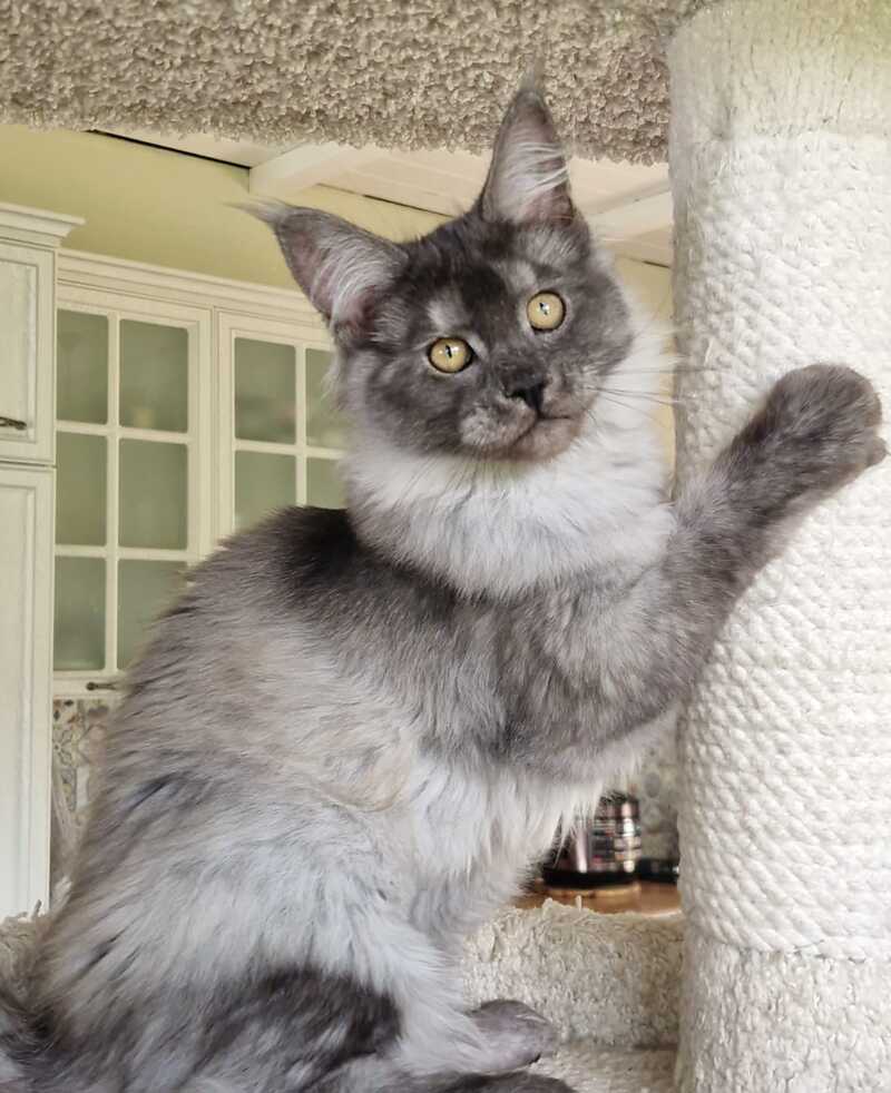 Aura Maine Coon female, black silver
