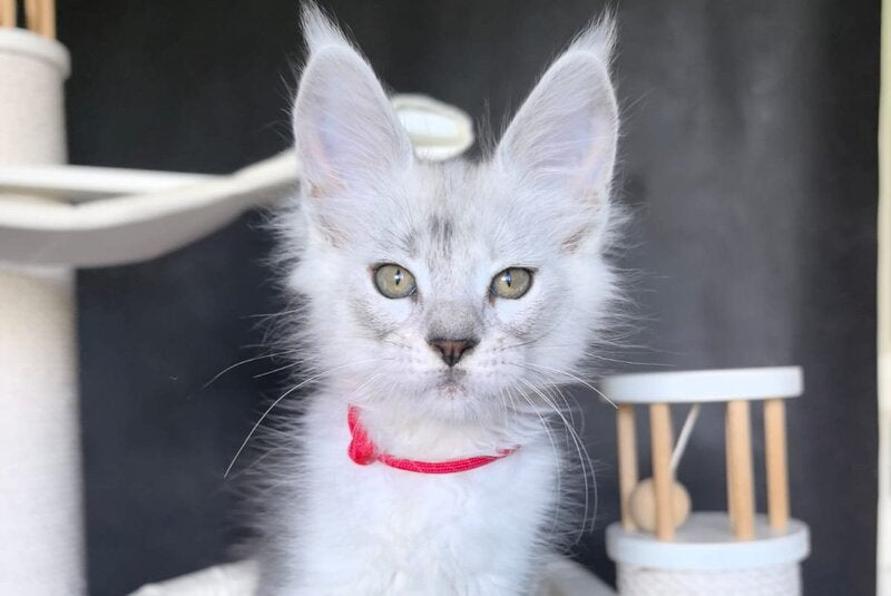 Uslada Maine Coon polydactyl female, black silver tabby