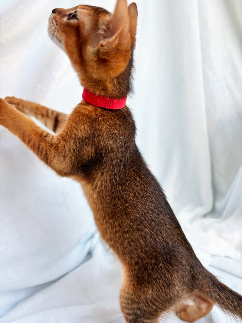 Sara Abyssinian female, ruddy
