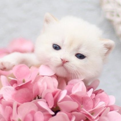 Flora British Shorthair female, black golden shaded pointed