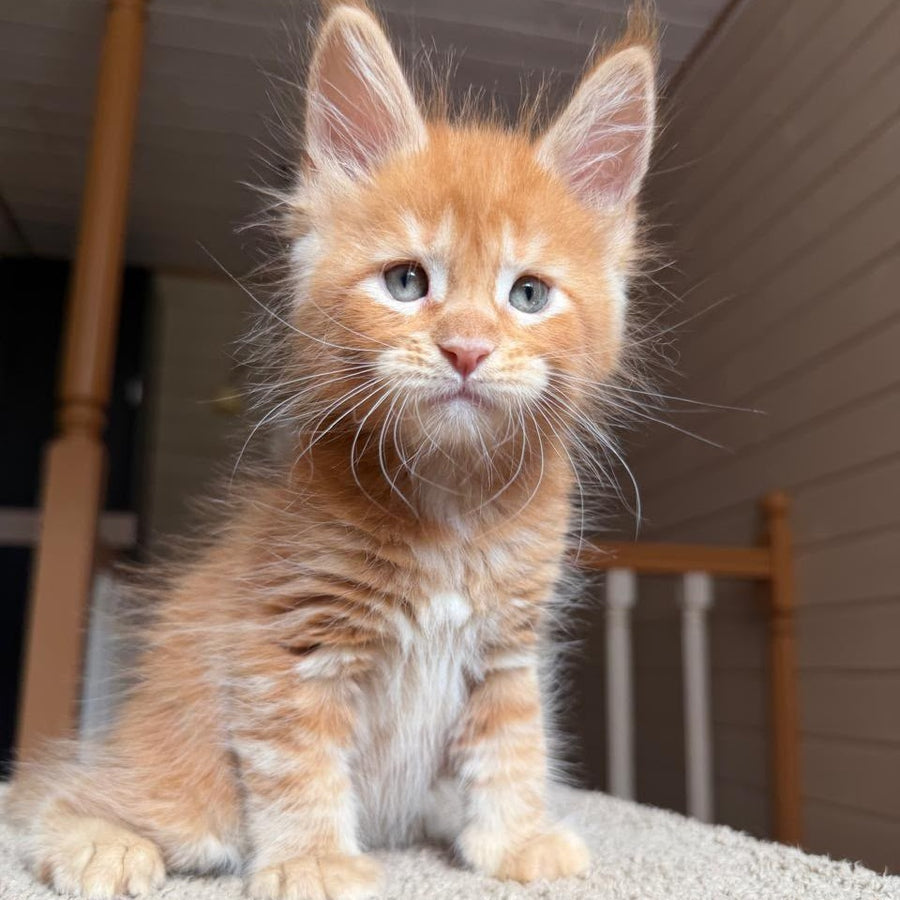 Amur Maine Coon male, red tabby with white