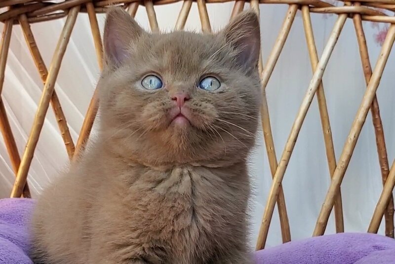 Xammer British Shorthair male, cinnamon