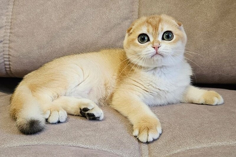 Freya Scottish Fold female black golden shaded - live animals