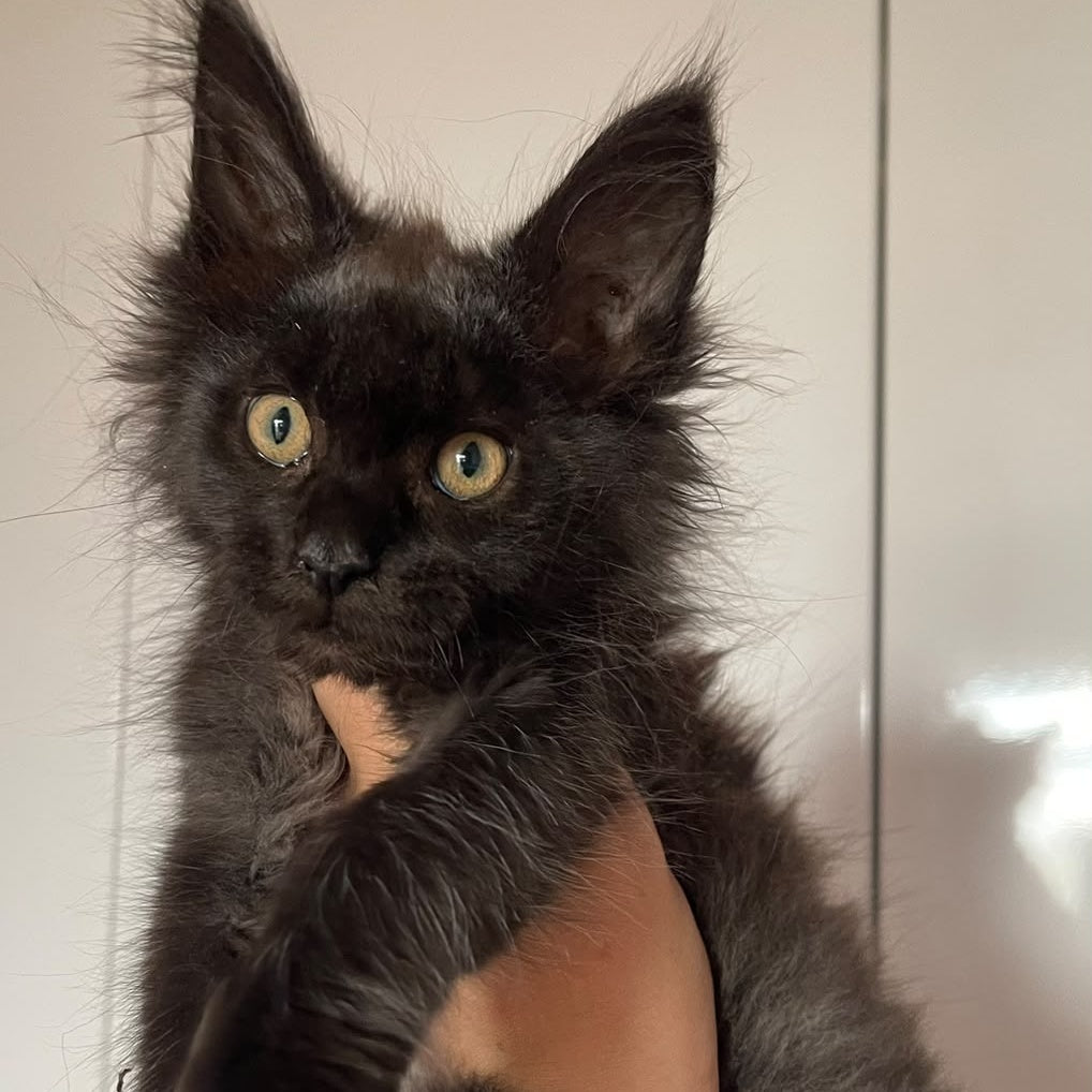 Cozy Ace Maine Coon male, black