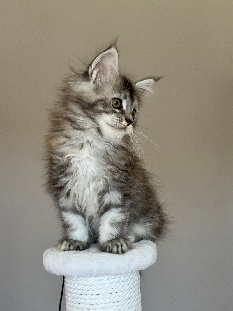 Ohana Maine Coon female, blue tortie with white tabby
