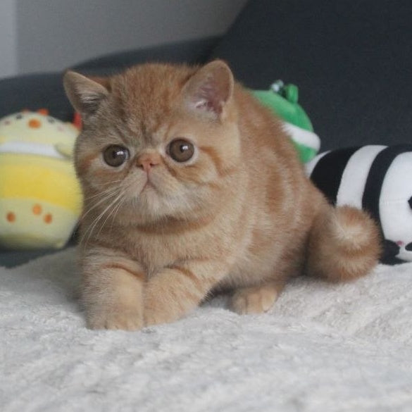 Centaur Exotic male, red tabby