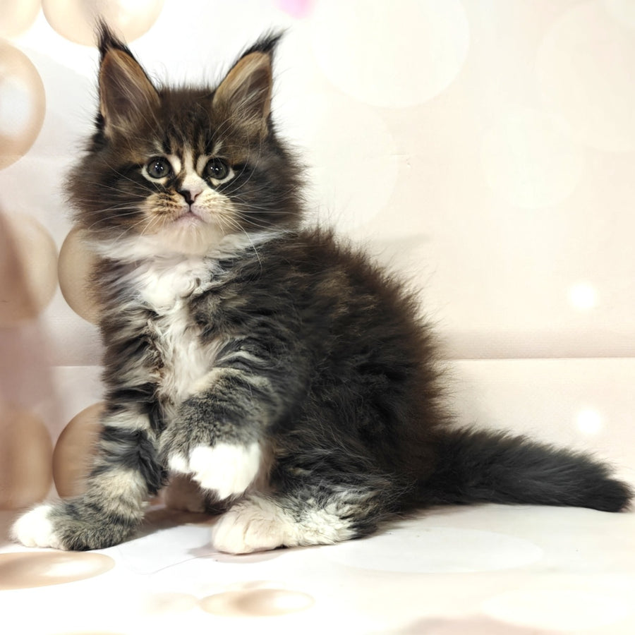 Cosmos Maine Coon polydactyl 6x6x6x6 male, black tabby with white
