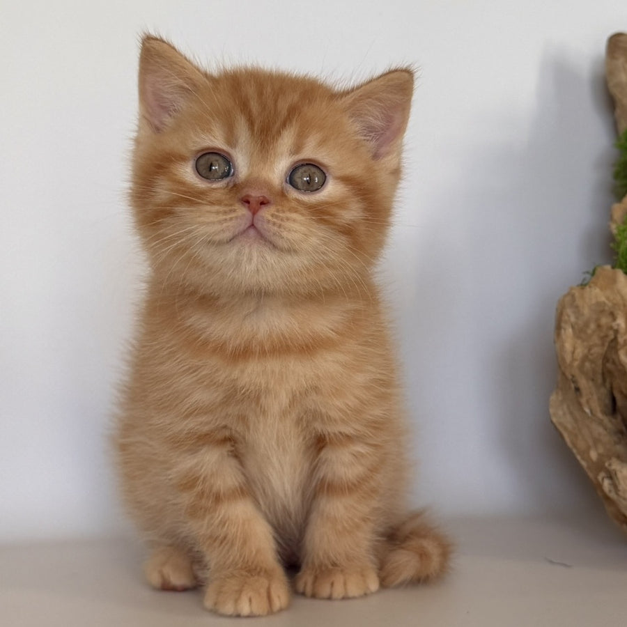 Gino British Shorthair male, red