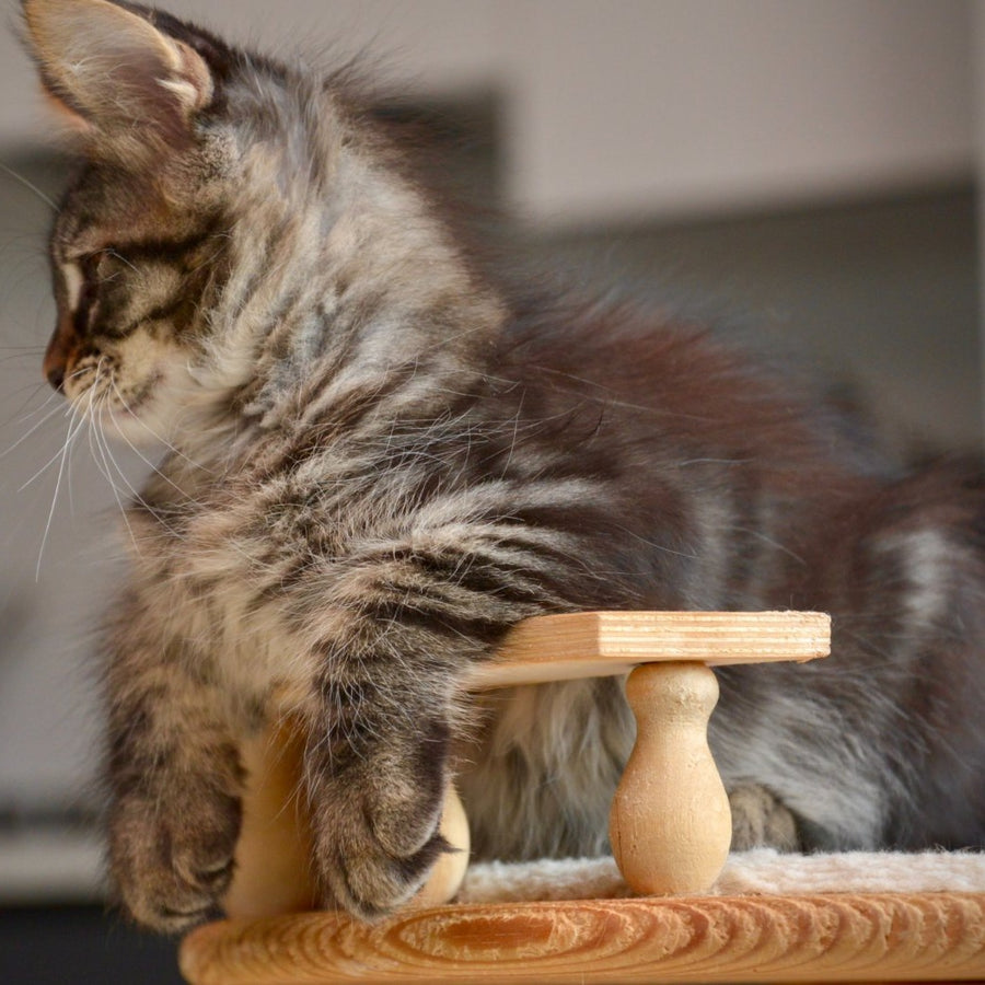 Yavanna Maine Coon female, black tabby