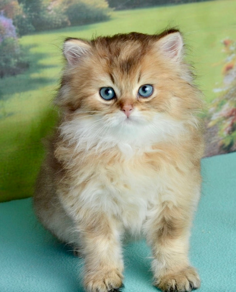 Sultan British Longhair male black golden shaded - live animals