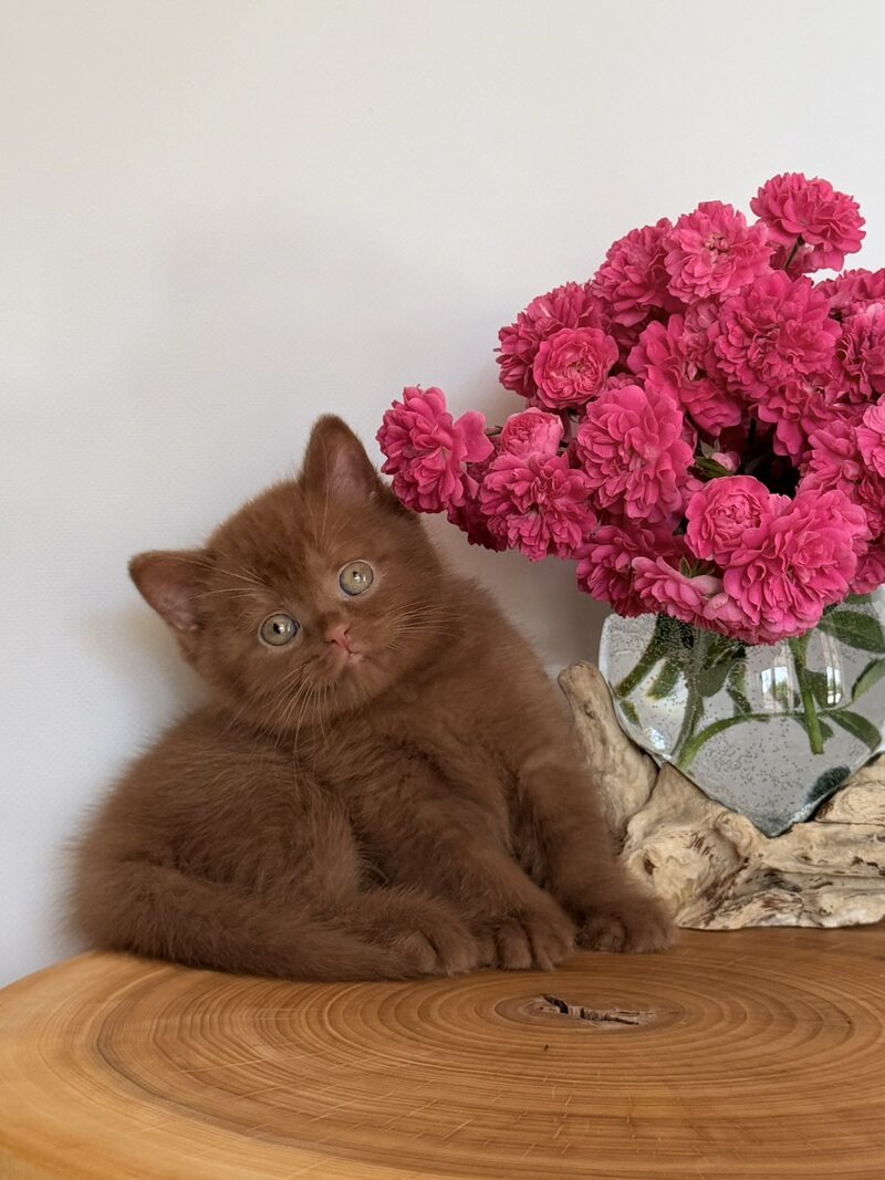 Fendi British Shorthair male, cinnamon