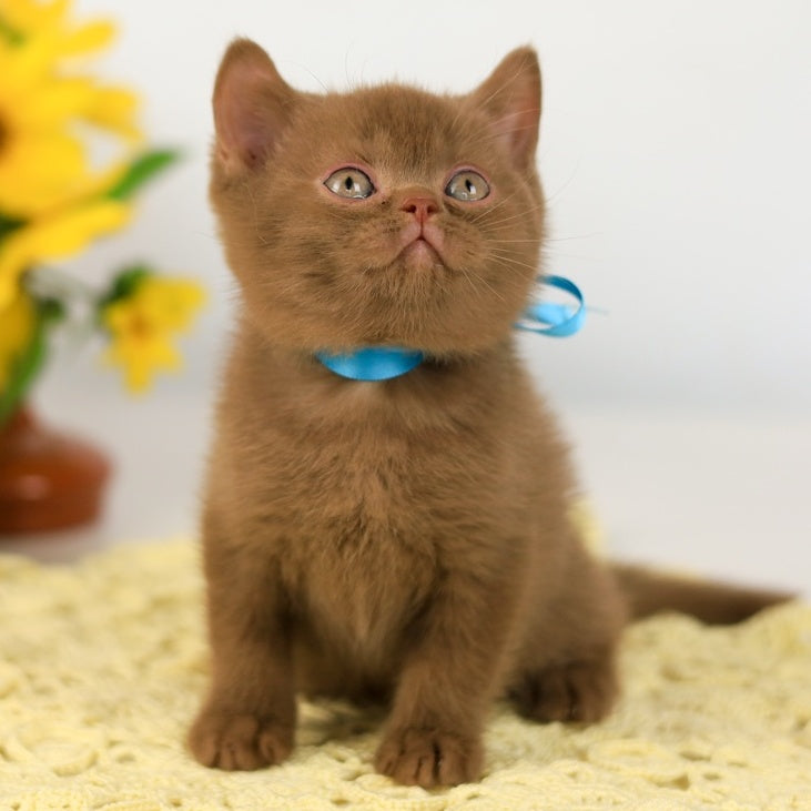 Lexus British Shorthair male, cinnamon
