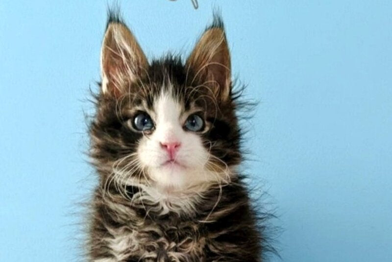 Lamborghini Maine Coon female, black spotted tabby with white