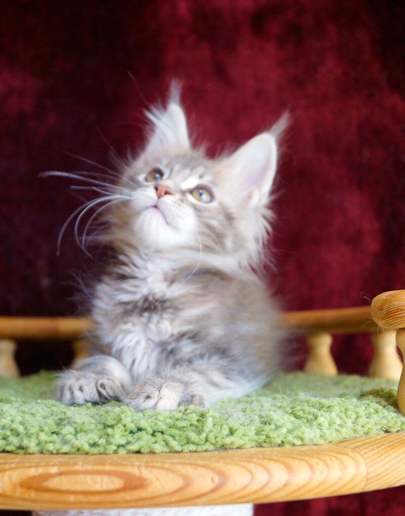Oliviya Maine Coon female blue tortie silver tabby - live animals