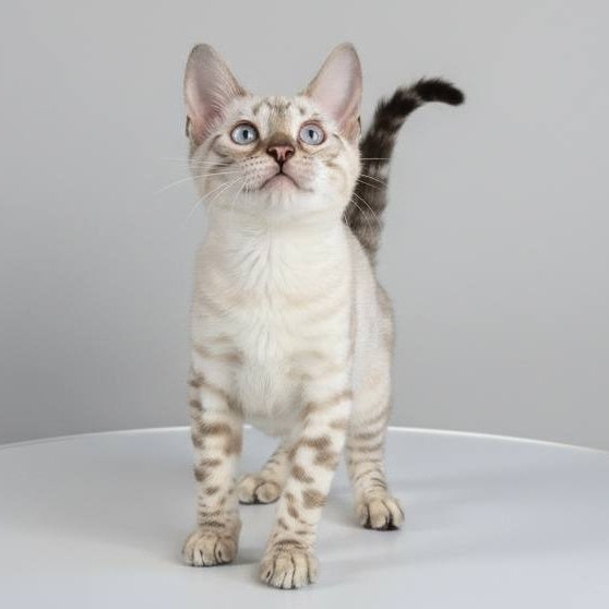 Wanda Bengal female, black spotted tabby pointed