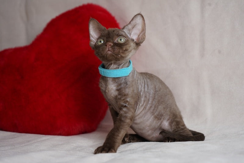 Makar Devon Rex male chocolate - live animals