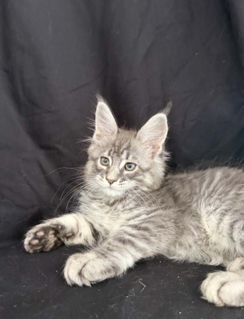 Zangi de Ziro Maine Coon male, blue silver tabby