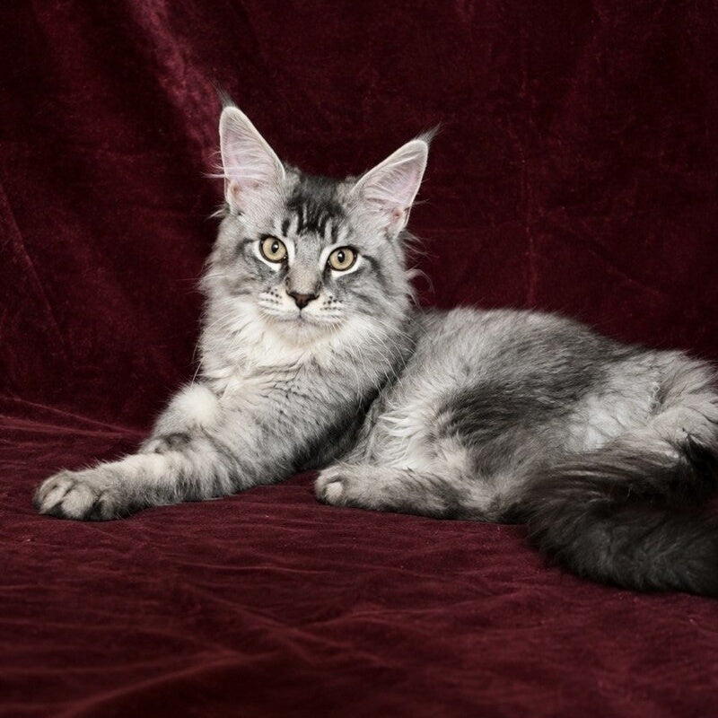 Hailen Maine Coon male, black silver ticked tabby