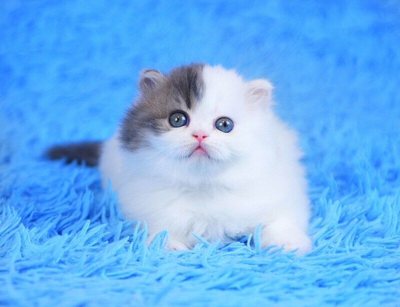 Fantasia Scottish Straight female, blue tabby van