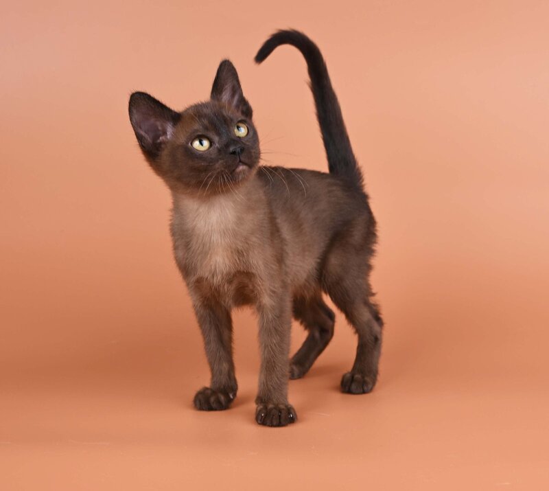 Zakhar Burmese male black - live animals