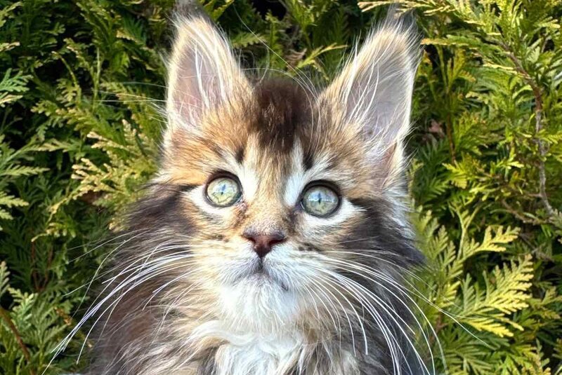 Elizabeth Maine Coon female black ticked tabby - live animals