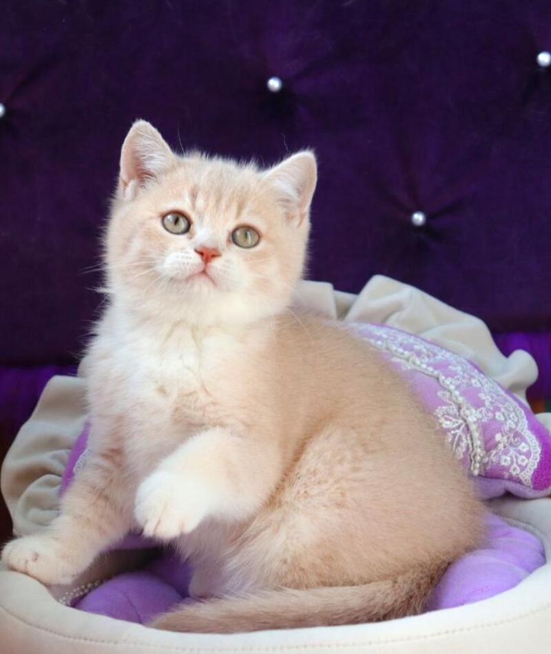 Pamella British Shorthair female fawn golden shaded bicolour - live animals