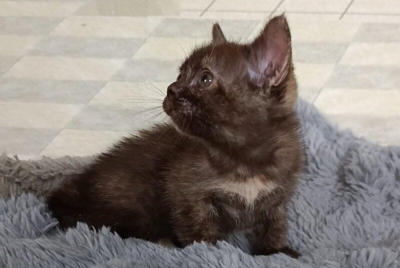 Ruby Dol Burmese female lilac tortie - live animals