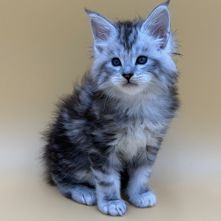 Hammer Maine Coon male, black silver tabby